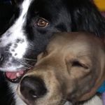 Daisy and Barney - @d_and_the_b - Instagram