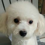 daisy love Barney boticario - @daisyboticario - Instagram