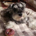 Daisy,Barney,Archie - @daisy_barney_archie - Instagram