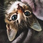 Daisy💛Barney💙Monty💜life🐱 - @daisy_barney_monty_life - Instagram