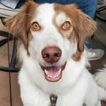 Daisy Barry - @daisy_dog_barry - Instagram