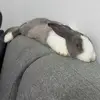 Daisy Barry 🌼 - @daisythegiantflemish - TikTok