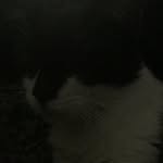 Daisy Barton - @d.a.i.s.y_thecat - Instagram