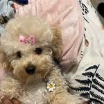 Daisy Baskin - @daisy_the_bichonpoo - Instagram
