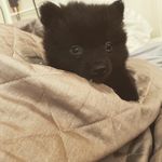 Daisy pom - @daisybattensby - Instagram