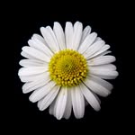 Battleaxe Daisy - @battleaxe.daisy - Instagram
