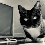 🤍🦢Daisy🖤🐈‍⬛ - @daisy_battlecat - Instagram