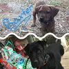 🐾 - @daisy.and.baxter - TikTok