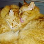 Daisy And Baxter - @daisy_baxter_cool_cats - Instagram