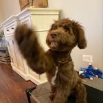 Daisy Bay - @daisydabernadoodle - Instagram
