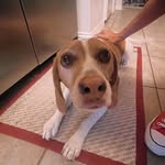 daisy bay!!! - @daisy.bay.beagle - Instagram