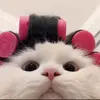 🐰ɖɑıꜱყ🐰 - @daisyyyyybaytoidayy - TikTok