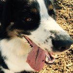 Daisy, California Shop Dog - @daisybeachdog - Instagram