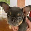 Daisy Bean - @daisybean_frenchie - TikTok