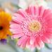 Daisy Bean - Facebook