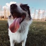 Daisy-Bean - @aussie_daisybean - Instagram