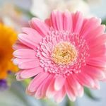 Daisy Bean - @daisybean26 - Instagram