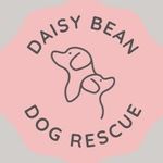 Daisy Bean Rescue - @daisy_bean_rescue - Instagram