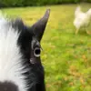 Daisy&Beans - @beans.daisy - TikTok