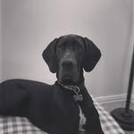 Miss Daisy Beard - @daisythedane_htx - Instagram