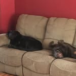 Daisy and Moose Beaver - @daisy_moose_beaver - Instagram