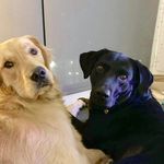 Daisy and Charlie Beck - @atailof2retrievers - Instagram