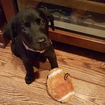 Daisy Beck - @daisy_b_lab - Instagram