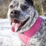 Daisy Becker - @daisy_girl_is_a_dog - Instagram