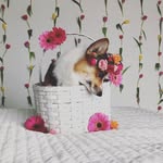 Daisy Becker - @daisybecker1313 - Instagram