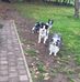 Daisy Beeckman - Facebook