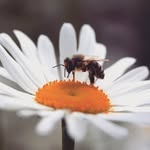 DaisyBee - @daisybeebee9 - Instagram
