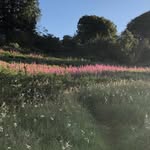 @daisybee_bees - Instagram