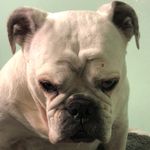 Daisy & Benjamin the Bulldogs - @lifeoflazydaisybuttercup - Instagram
