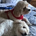 Daisy, Cooper & Benson - @heldwoofpack - Instagram