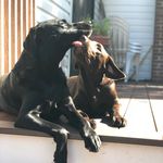 Bentley & Daisy - @daisynbentley - Instagram