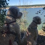 Bentley & Daisy - @bentleyanddaisy_doodle_ - Instagram