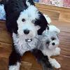 Bentley and Daisy - @bentley_and_daisy - TikTok