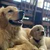 Bentley, Daisy & Broadway - @bentleyanddaisy - TikTok