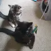 bentley&daisy - @bentleydaisy - TikTok