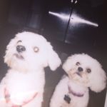 daisy & bentley - @daisy_bentley - Instagram