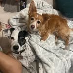 Daisy & Bentley 🐾 - @dailydoseofdaisy_bentley - Instagram