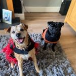 Daisy & Bentley 🌼🐶🤍 - @daisy_andbentley - Instagram