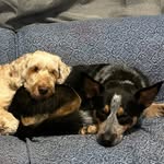 Daisy + Bentley + Gemma - @thediariesofdogs - Instagram