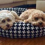 Daisy And Bentley - @daisy_and_bentley - Instagram
