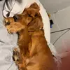 Daisy and bentley - @daisy_and_bentley - TikTok