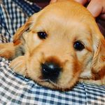 Daisy, Bentley & Family! - @daisybentleyfamily - Instagram
