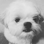 Daisy Bentley Rossie - @joycepack3 - Instagram