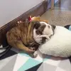 Daisy, boss, Bentley  - @daisy_mazy_girl - TikTok