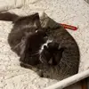 daisy.and.bentley - @daisy.and.bentley - TikTok