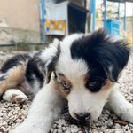 Daisy - @daisy.bergeraustralien - Instagram